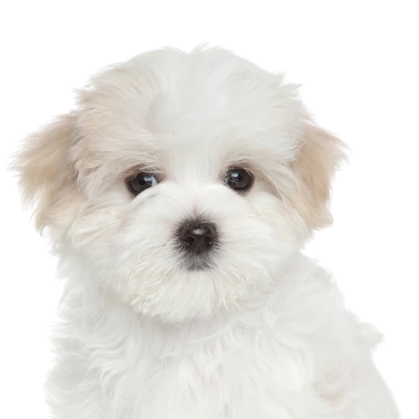犬